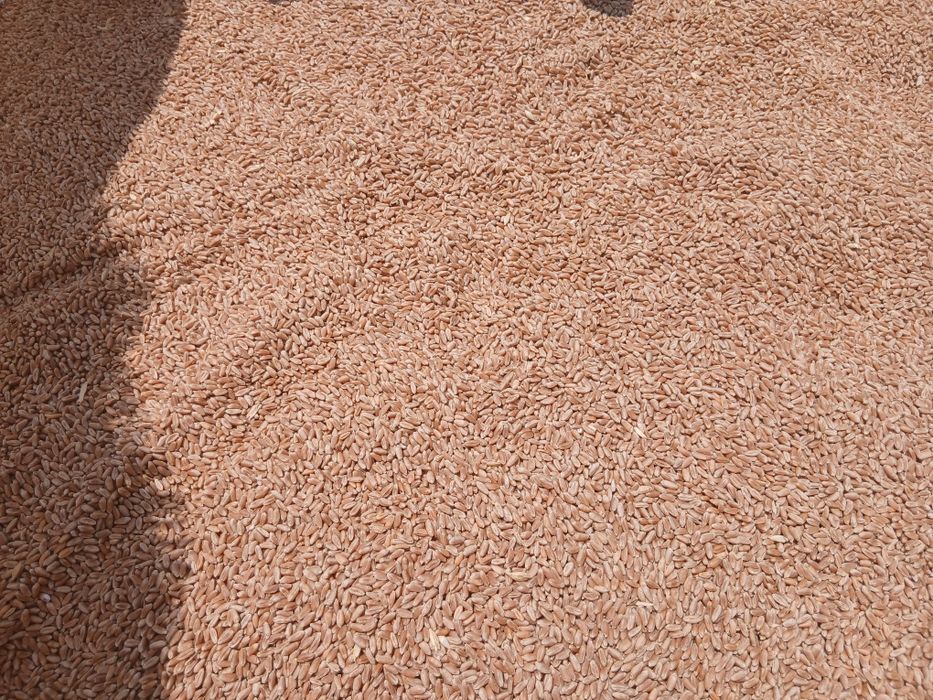 Vând grâu  prod 2025