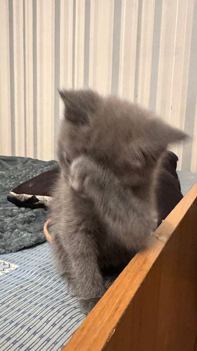 Британский котёнок