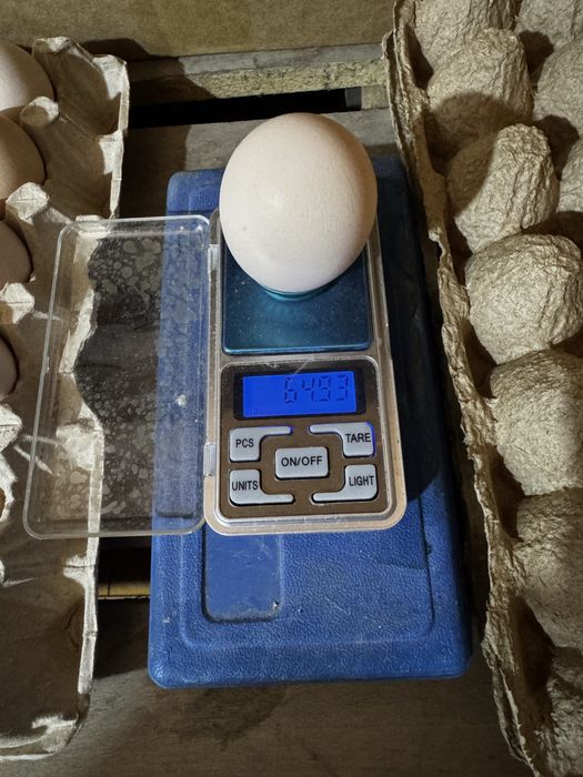 Инкубационные яйца Арбор Айкрес