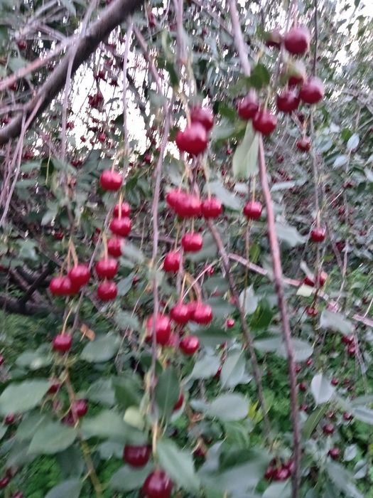 Продам вишню. Домашняя