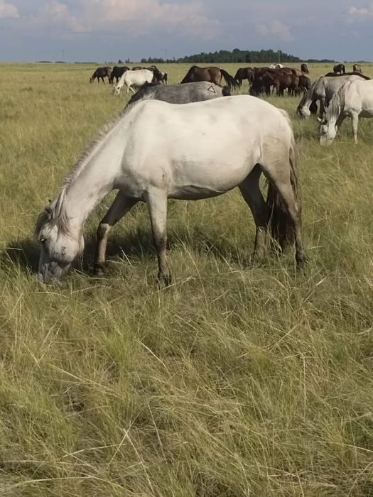 Продам БИЕ недорого