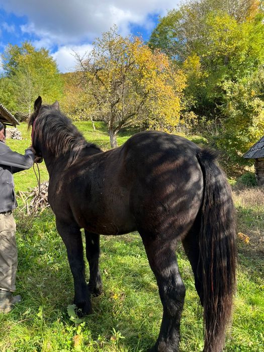 Manz de 2 ani de vanzare învățat la ham