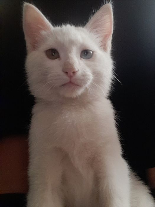 Мушукча сотилади зоти турк ангора