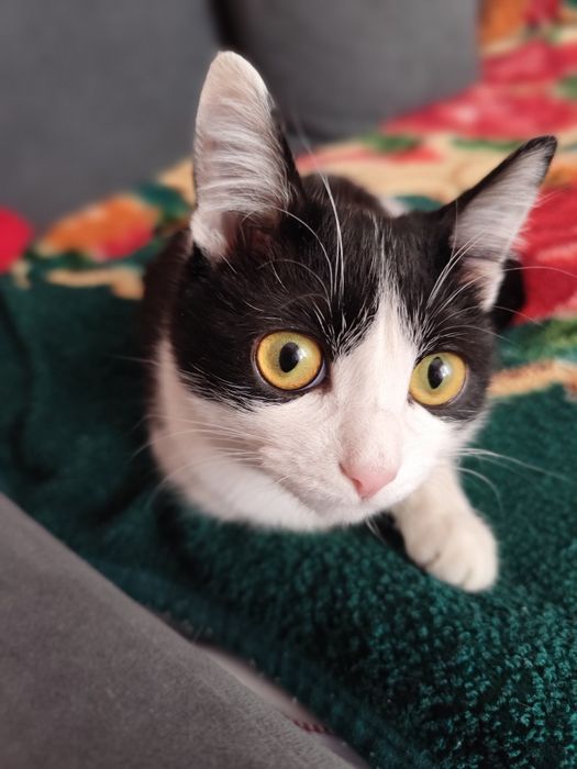 Отдам кота в хорошие руки