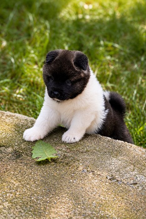 Akita American Mascul Pedigree Tip A Parinti Campioni