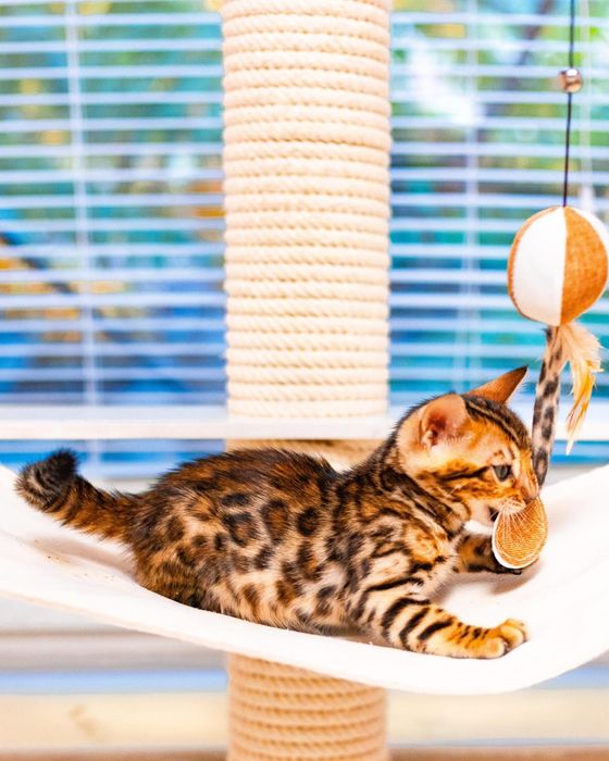 Бенгальские котята с документами