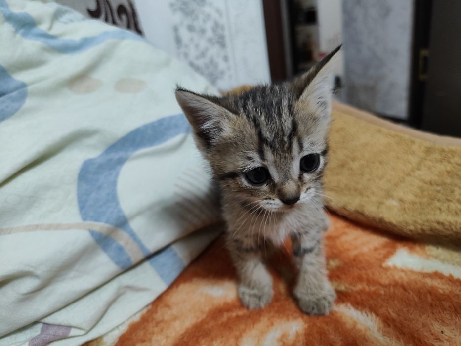 Отдать котят в добрые руки
