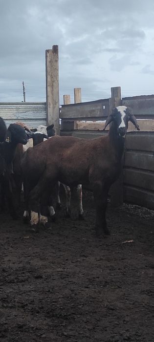 Продам 2кошкарчика на племя
