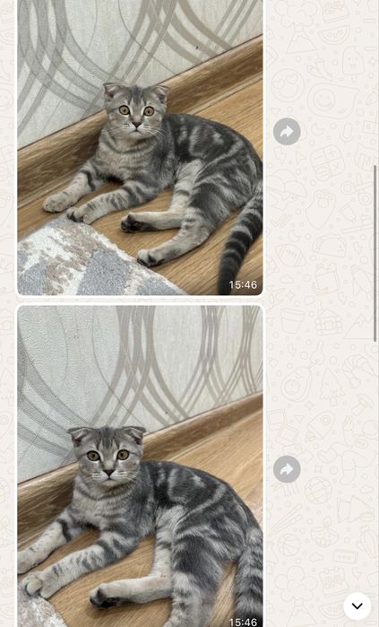 шотландский вислоухий 5ай