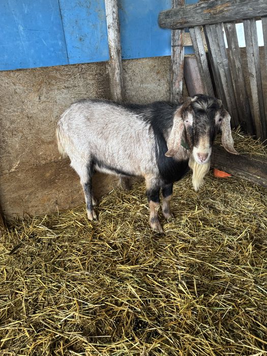 Vand tap foarte bun pentru monta