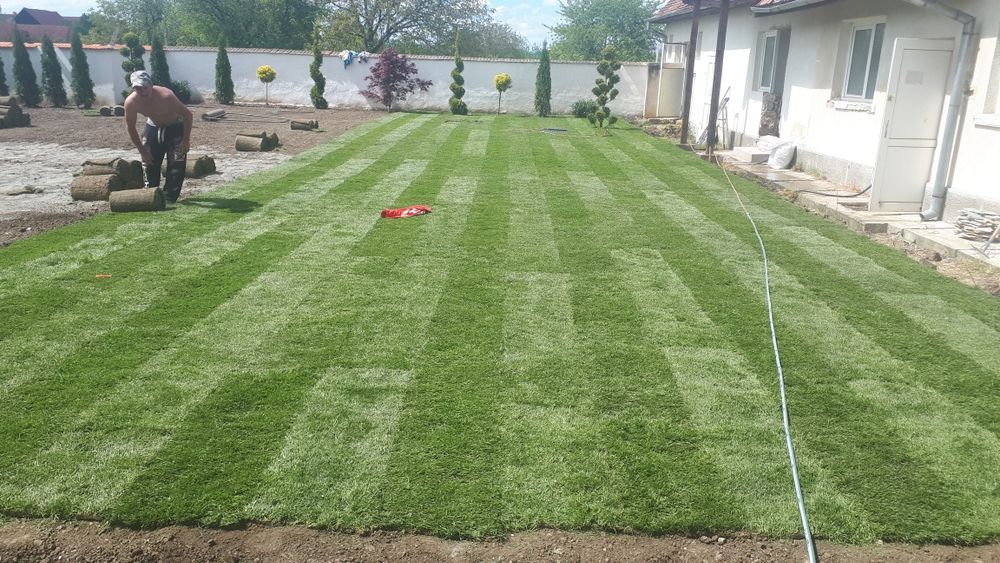 Gazon rulou și insamantare