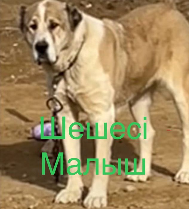 Продается щенки чемпионский линий