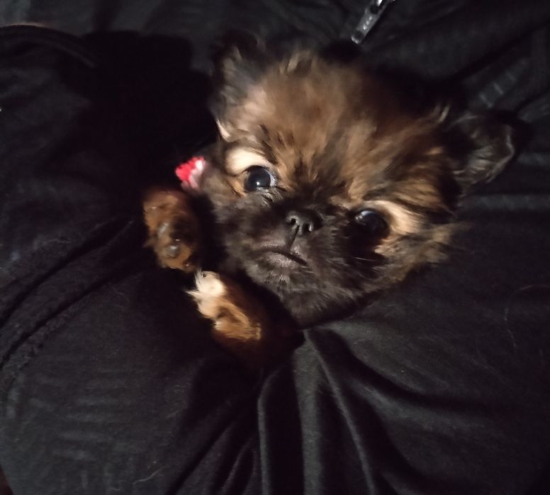 Малка сладка принцеса Пекинес