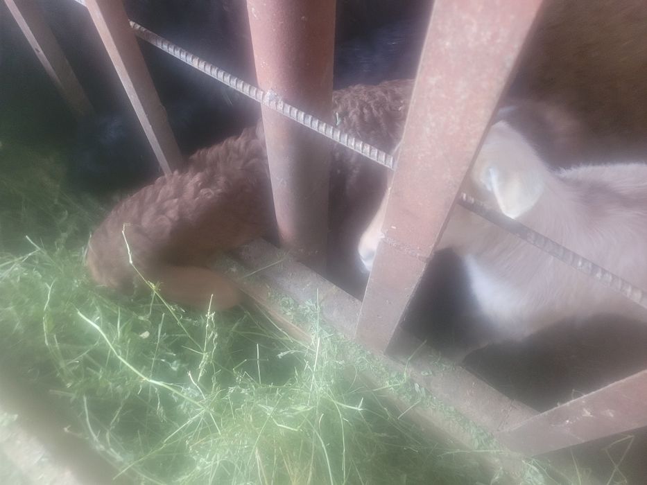 Козы козы козы козы