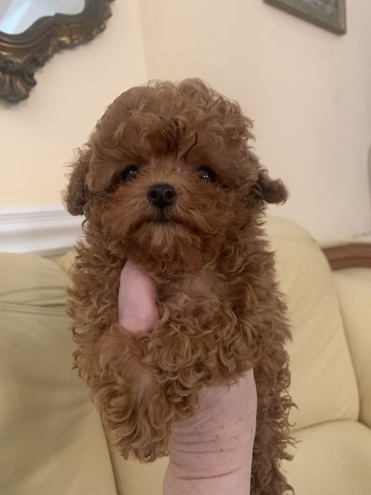 Pudel mini toy red