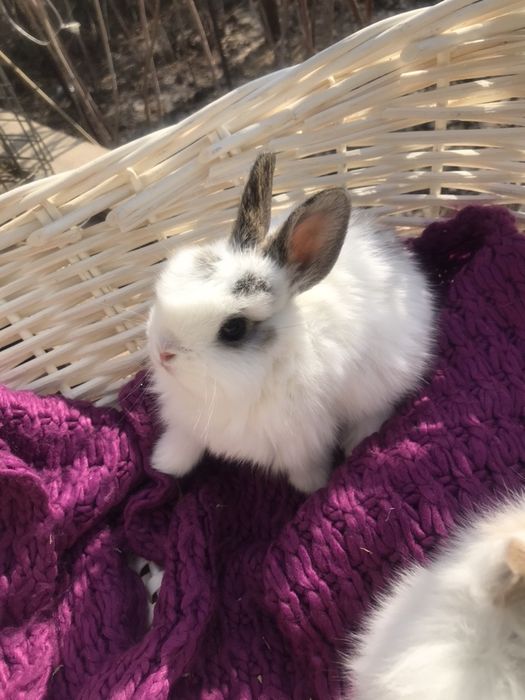 Кролики декоративные Карликовые