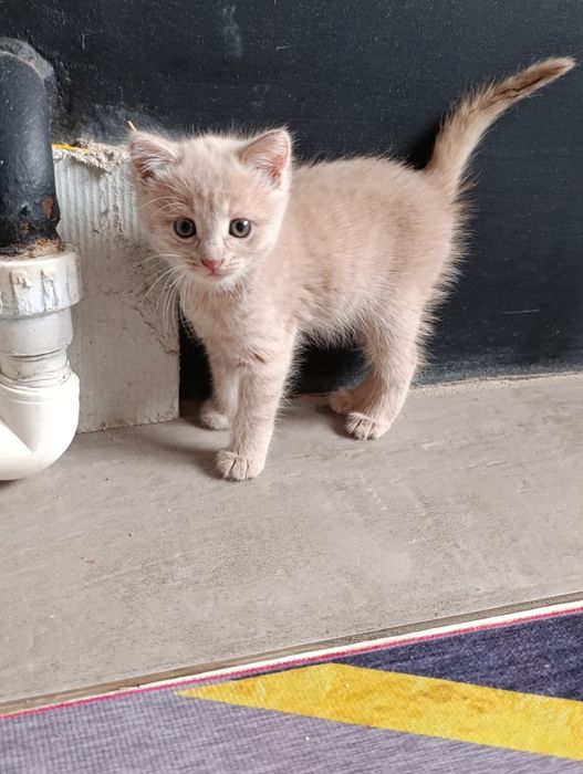 Котят в добрые руки