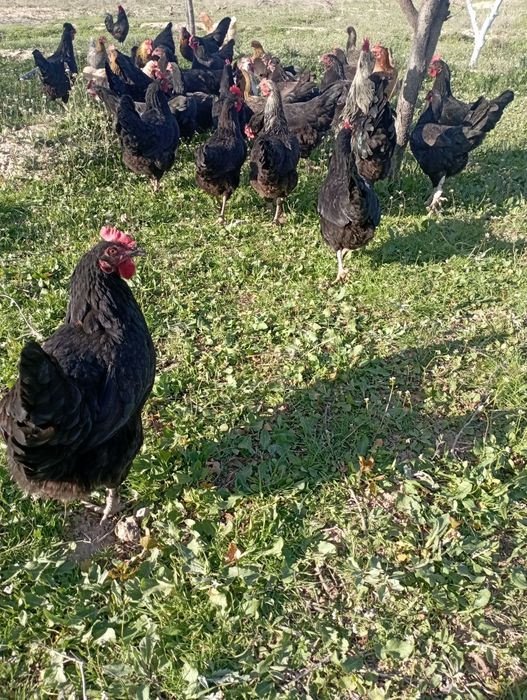 damashni tuxumga zakas olamiz  2500 sum