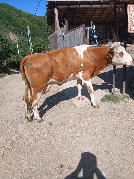 De vânzare vaca cu lapte