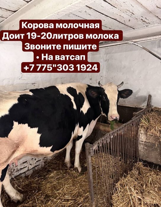 Продам чёрно пёстрый коровы с телятами хозяйская