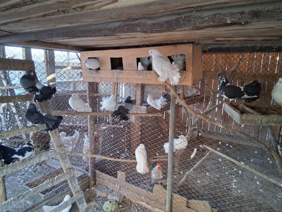 Vand porumbei Curcani de ornament 30 lei bucata