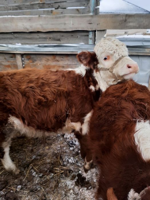 Продам бычка потсос