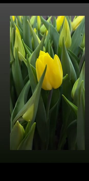 Тюльпаны, от которых тает сердце