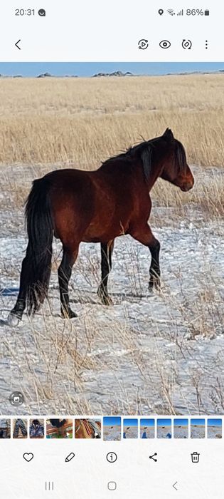 Сельхоз животные