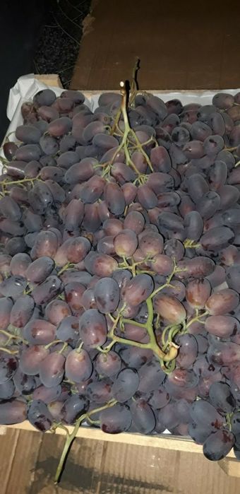 Uzum  kòcatlari va qalamchasi ZARKENT