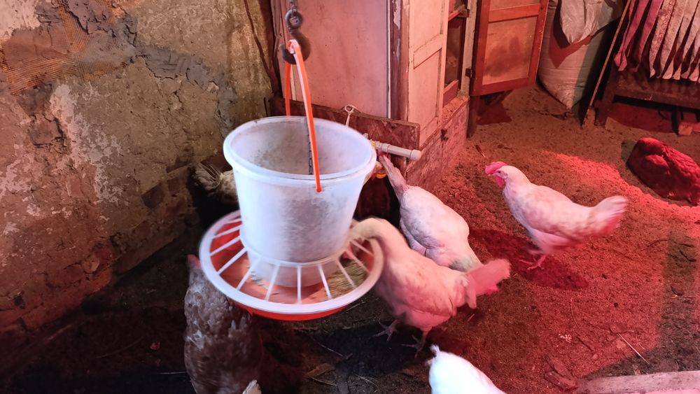 Продам молоденьких петухов