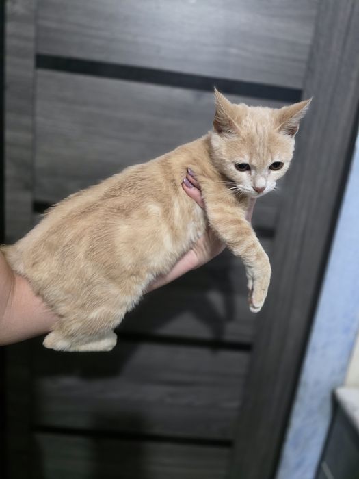 Срочно в Доброе Руки очень Красивый котёночек!