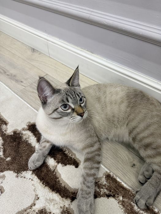 Кошке 7 месяцев