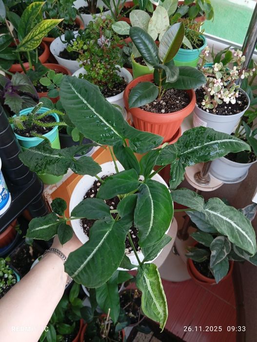 Продам комнатные растения