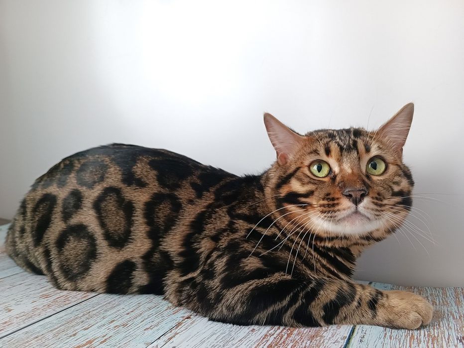 Бронь и Готовые! БЕНГАЛЬСКИЕ котята