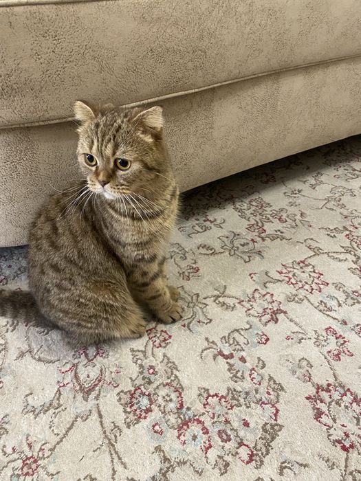 Шотландская вислоухая кошка