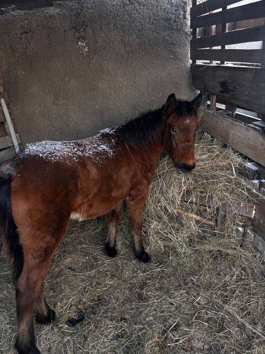 Жабагы Тай сатылады