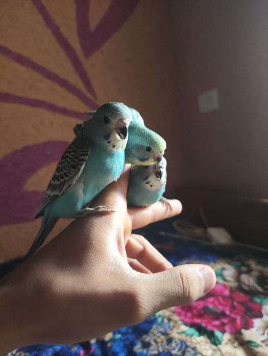 Ruchnoy qushlar sotiladi