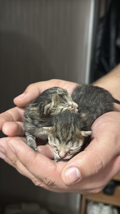 Котята бесплатно