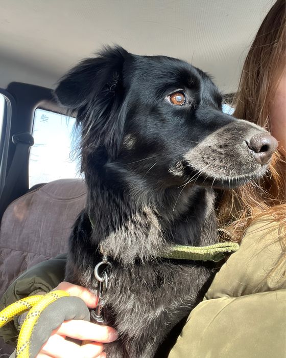 Отдаем щенка в заботливые руки