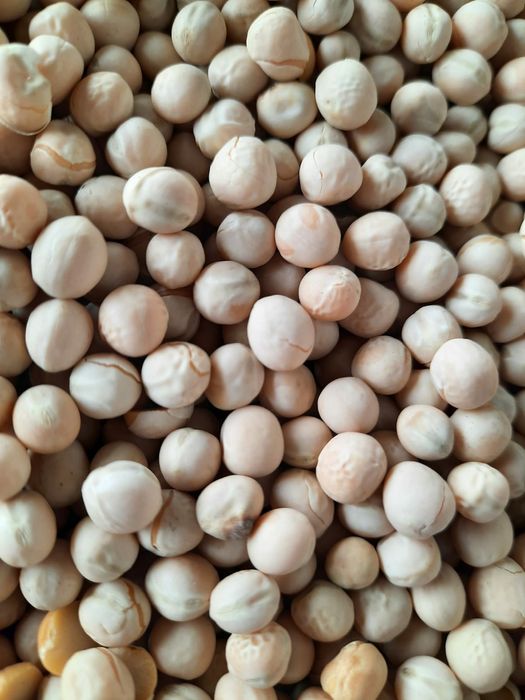 Vând cereale: porumb, grâu, orz, mazăre