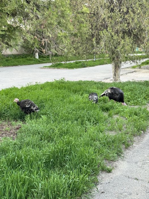 Индюки семейку продаю