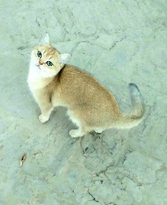 Залатая шиншила, 1 ёшар киз мушук сотилади, манзил Бухоро