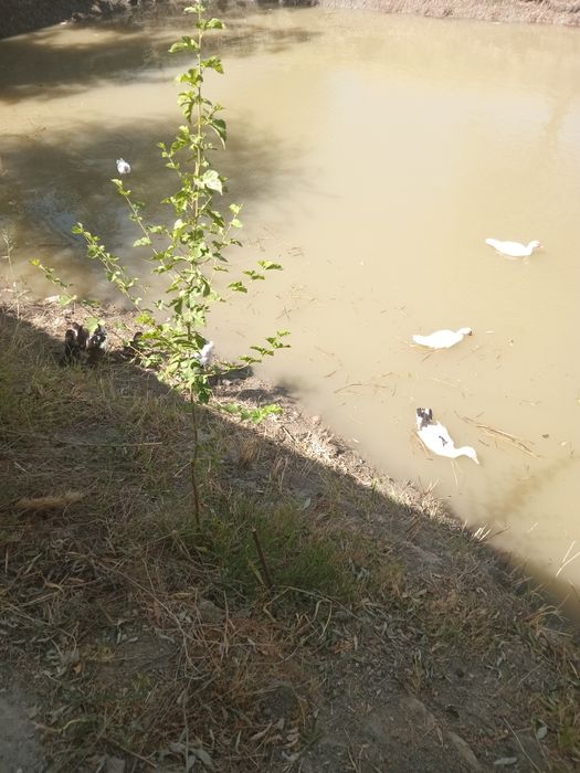 Inda utka ôrdak sotiladi 20 ta bor