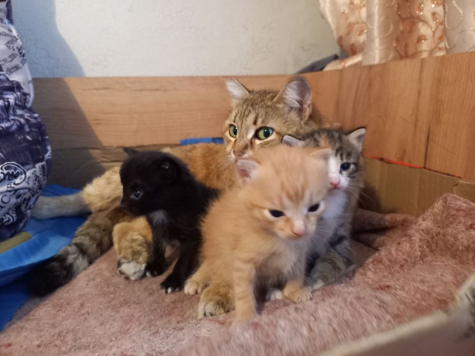 Отдам котят бесплатно в хорошие руки.самостоятельные   чистые