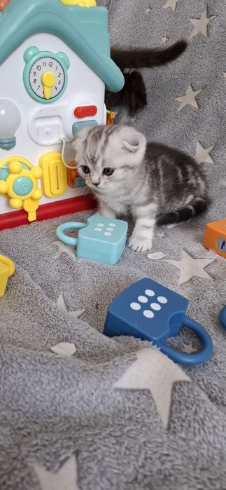 Вислоухие котята скоттиш фолд