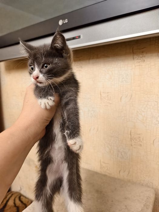 В добрые руки котик