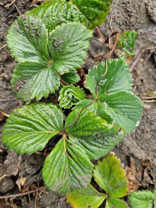 Vand stoloni de capsuni