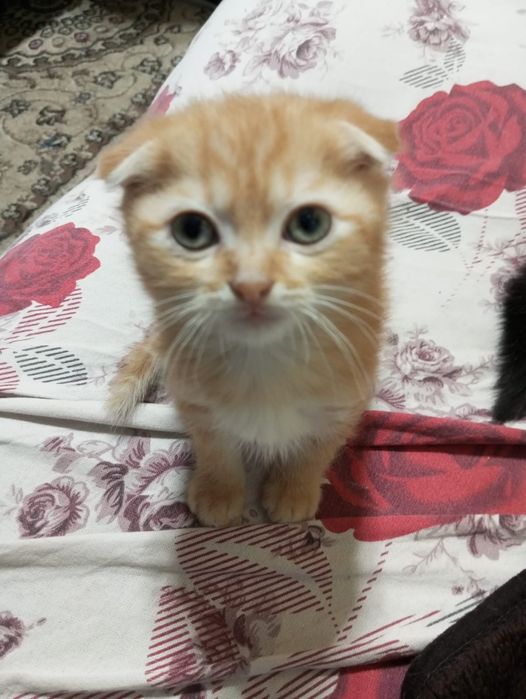 Отдам котят в хорошие руки
