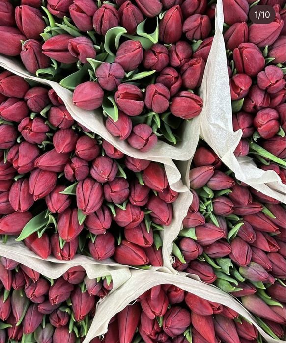 Тюльпаны для Алматы
