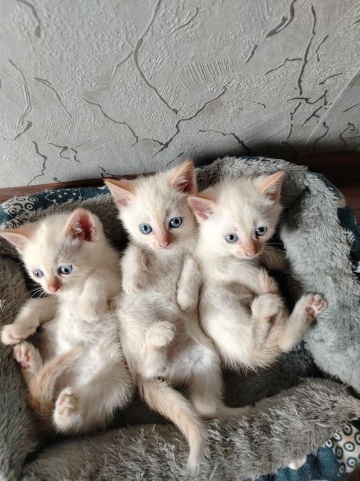 Отдам котят в добрые руки.